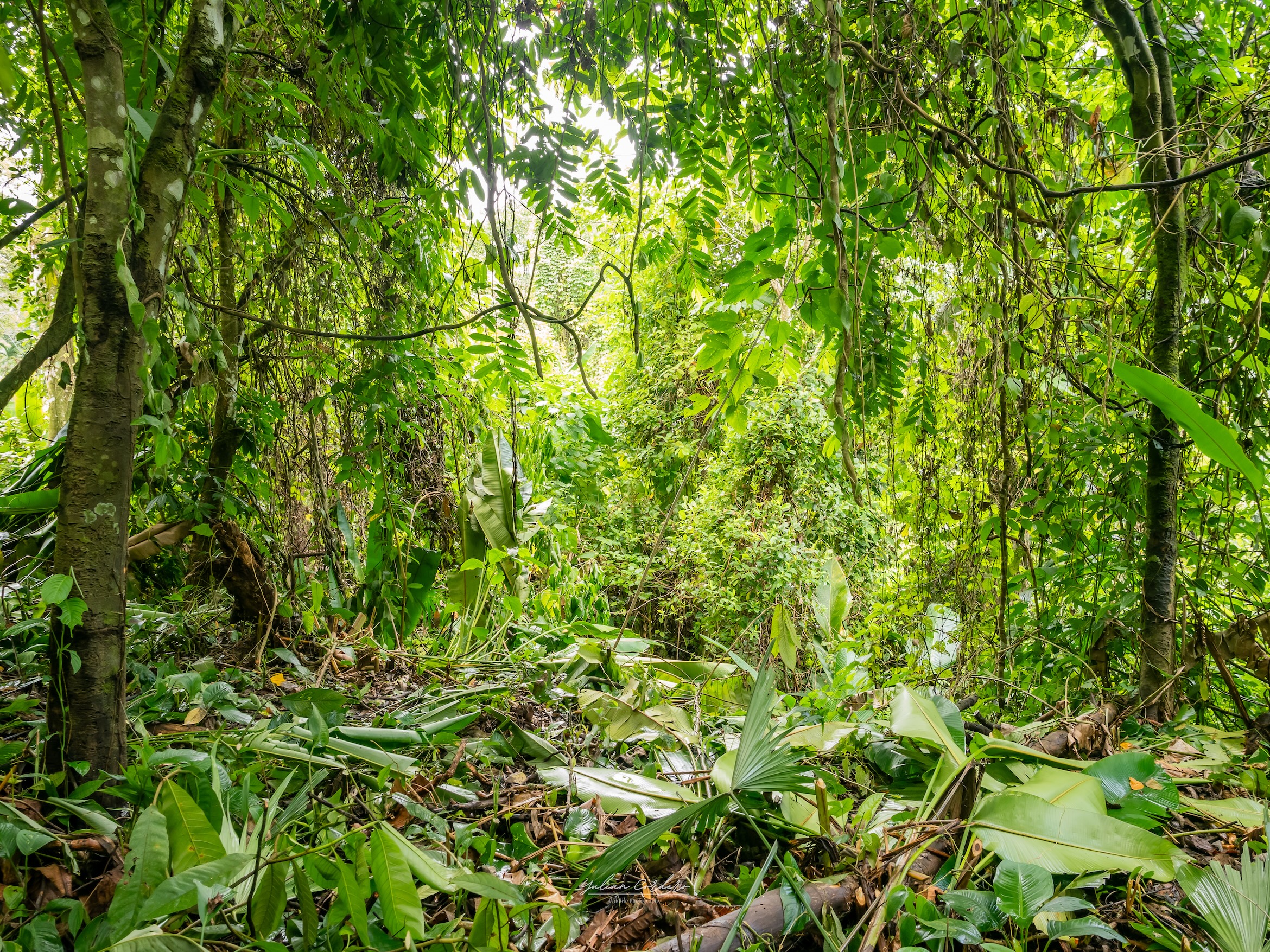 20250624_Yulian_OM1_Photo_CR_SouthPacific_BloomCR_TI_Bambusal_49392