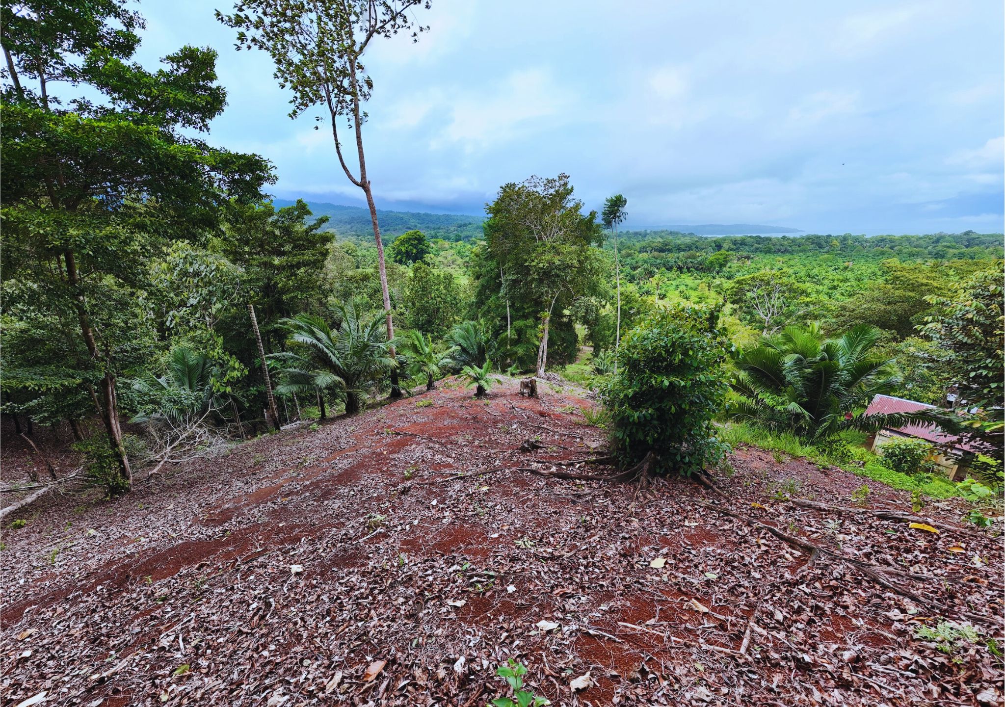 _Terminalia Amazonia – Drake Bay