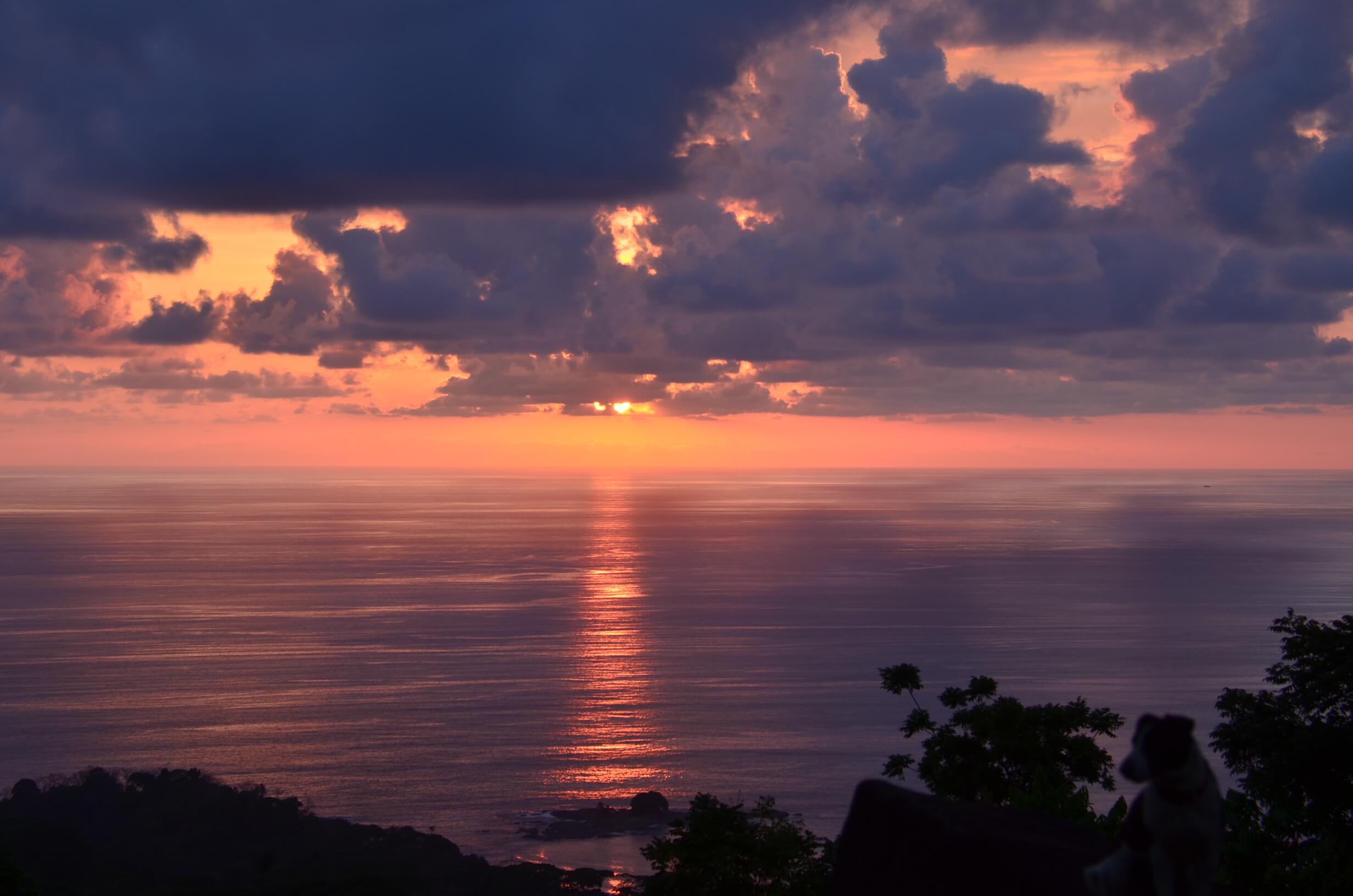 monkey sunset