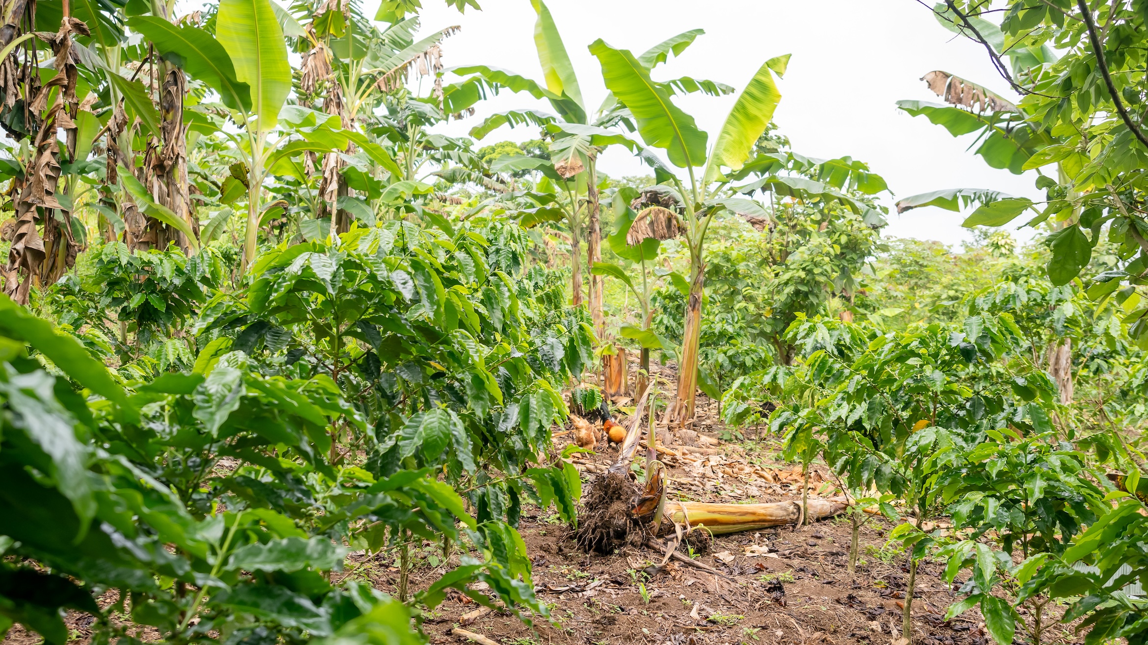 San Vito Sustainable Farm22