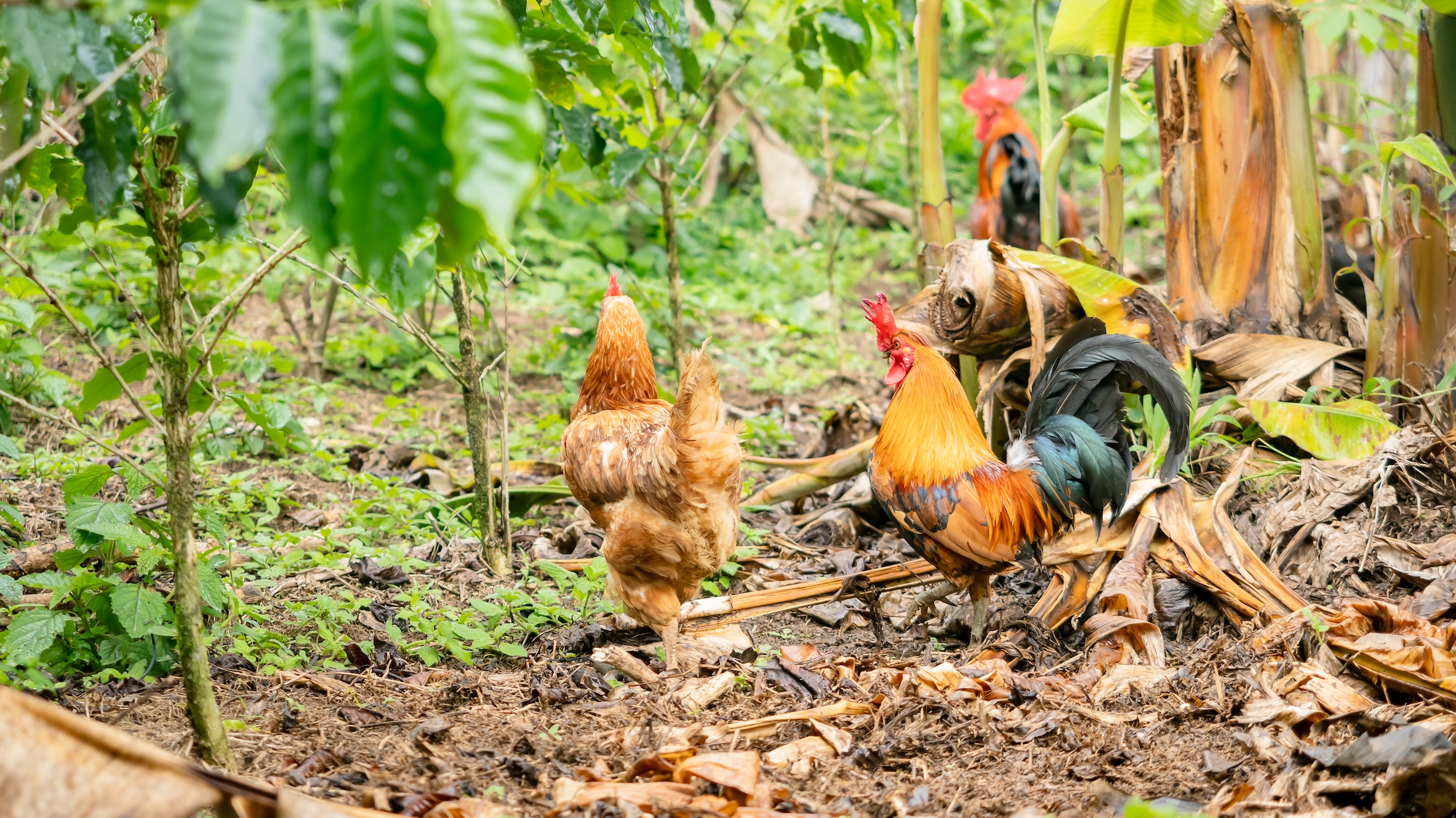 San Vito Sustainable Farm23