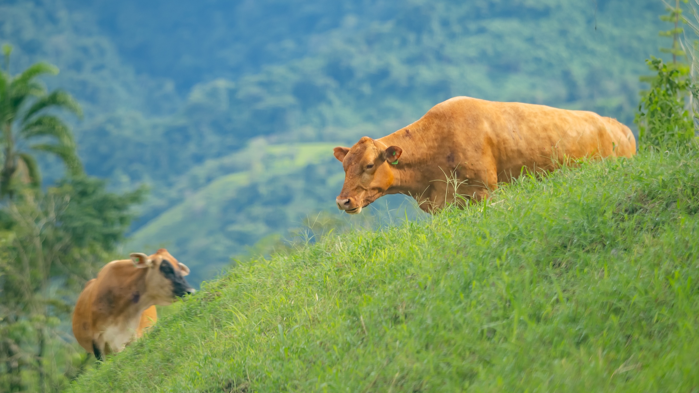 San Vito Sustainable Farm27