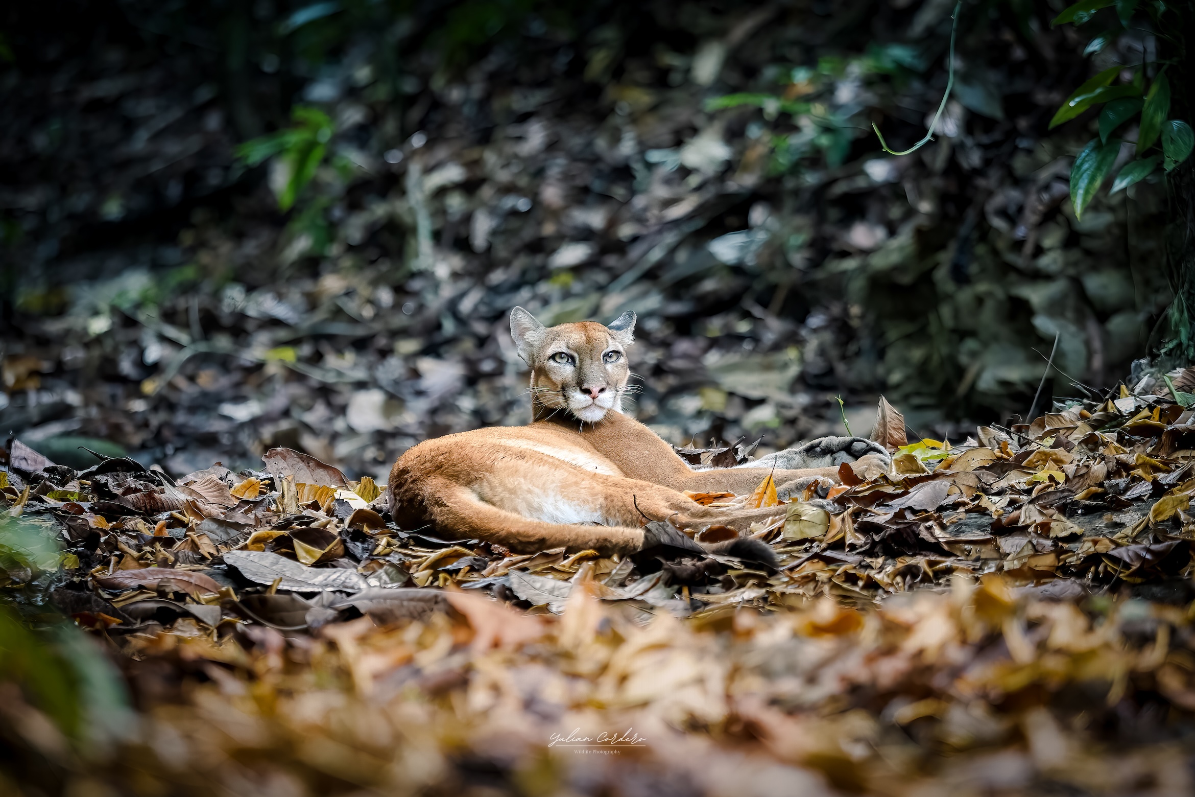 20240404_Yulian_OM-1_Photo_CR_Southpacific_WildLife_Puma__237-Edit-Edit