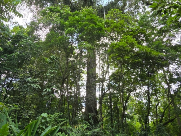 Imagen Finca Helga 2