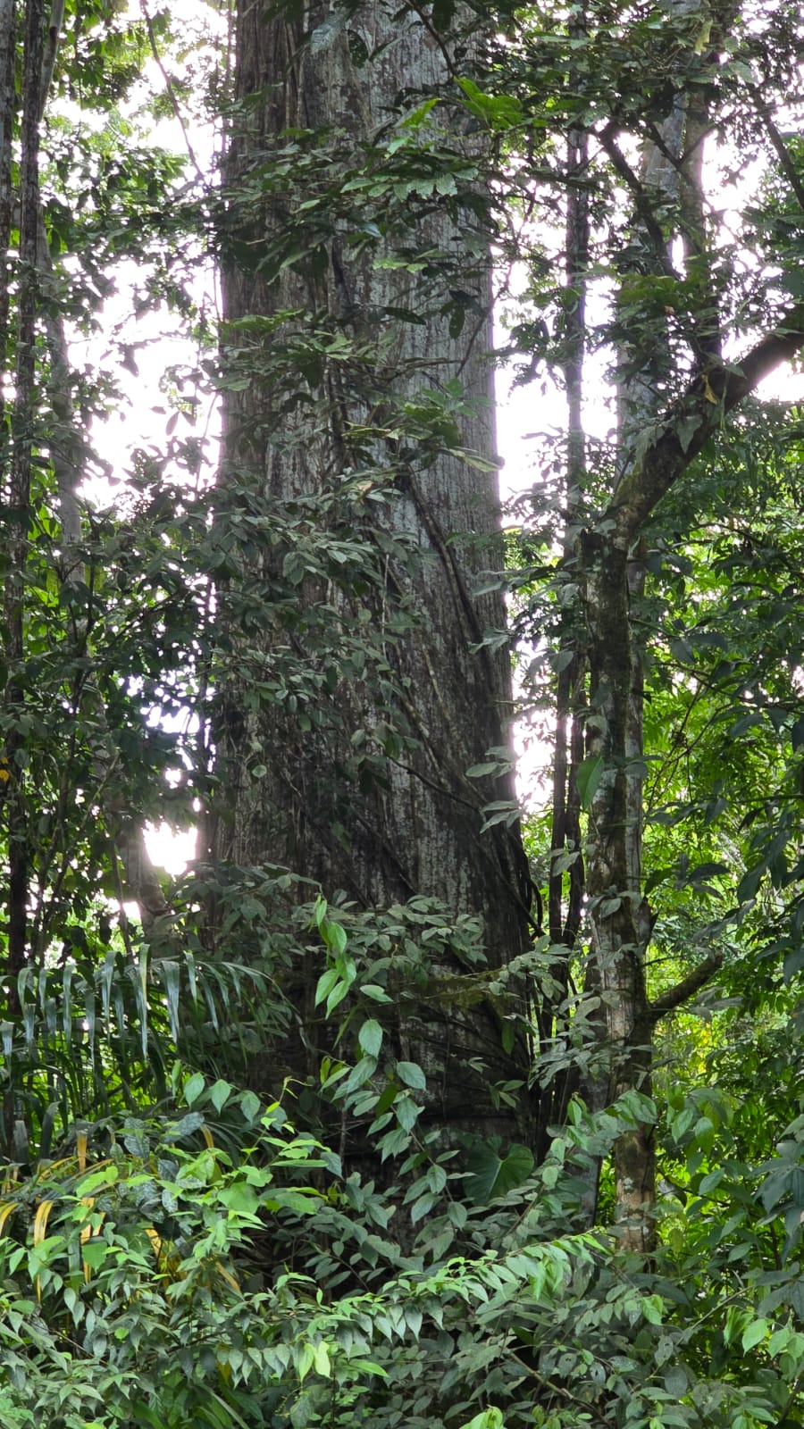 Imagen Finca Helga