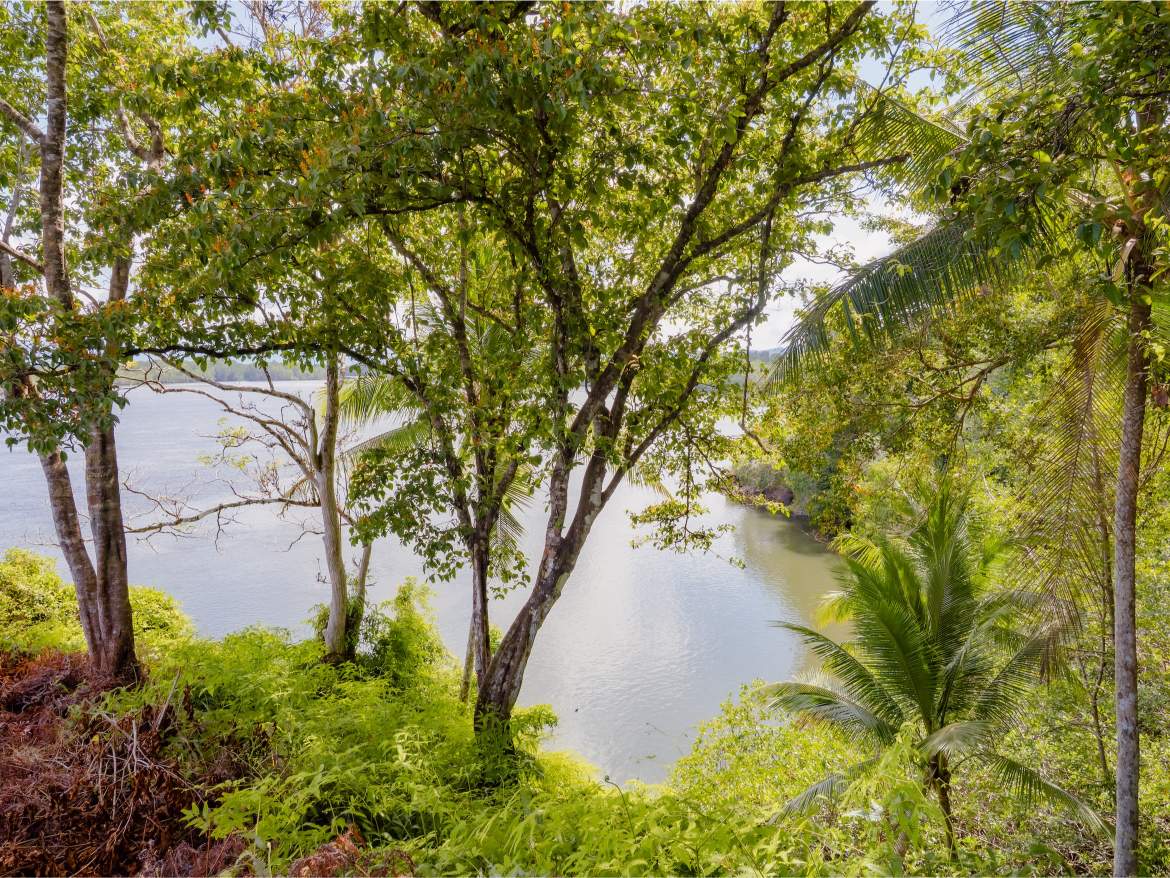 20260422_Yulian_OM1_Photo_CR_SouthPacific_Sierpe_PropiedadDonGonzalo_73401